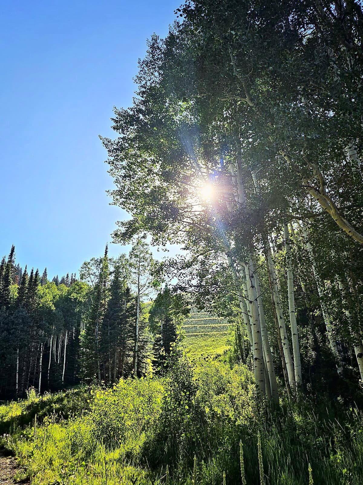 Sunlight through a stand of aspens